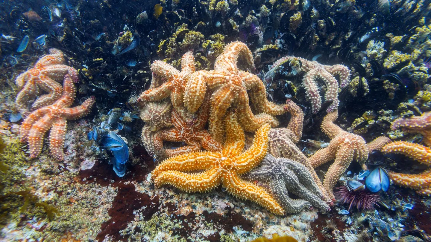 Vista de estrellas de mar, en una fotografía de archivo Vista de estrellas de mar, en una fotografía de archivo