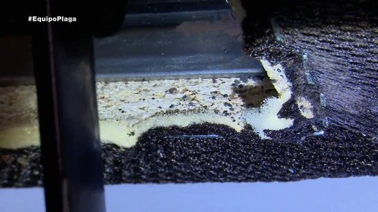 ¿Tienes chinches en casa? Estos son los sitios donde suelen esconderse ¿Tienes chinches en casa? Estos son los sitios donde suelen esconderse