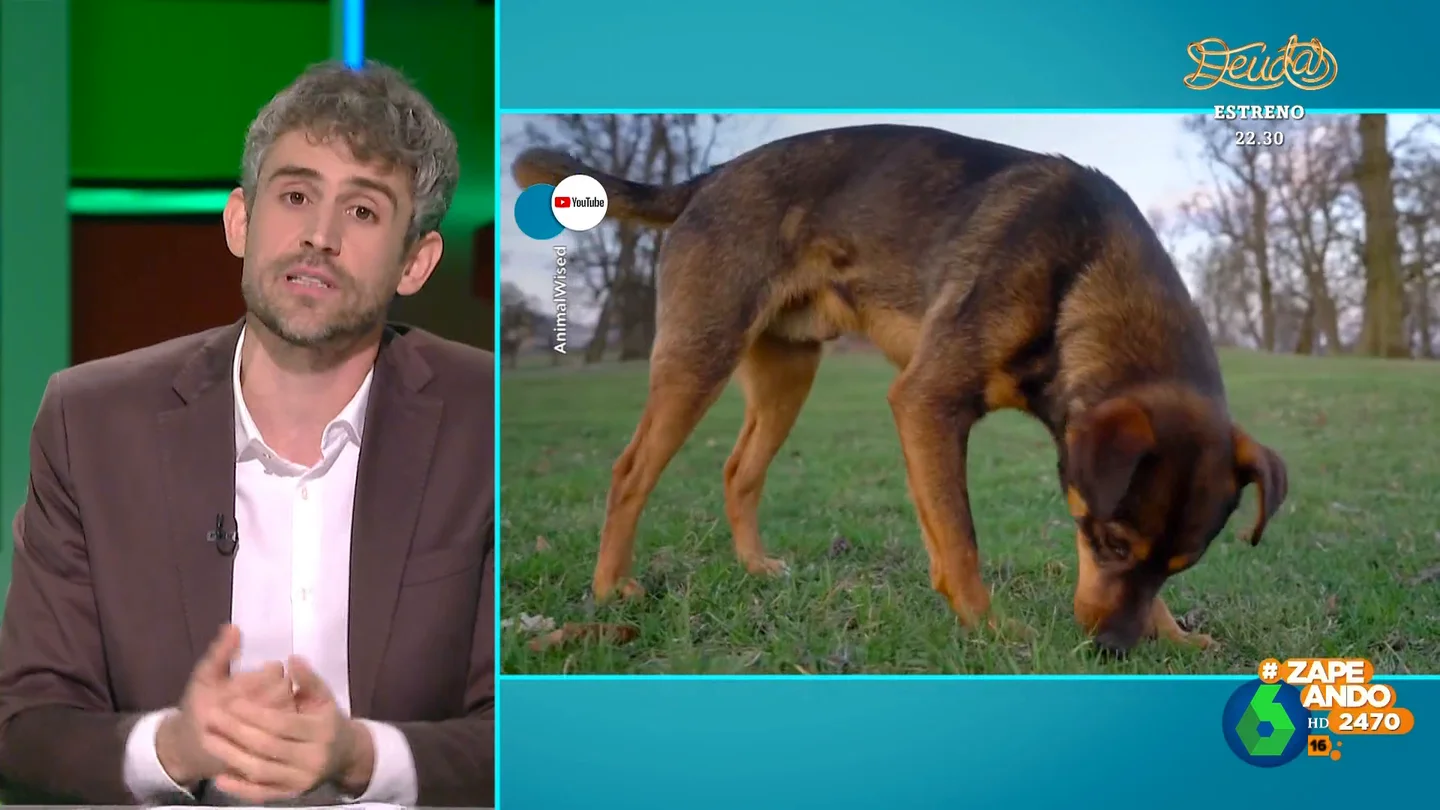 ¿Por qué los perros comen hierba? El veterinario Víctor Algra apunta que les sirve para "purgarse" ¿Por qué los perros comen hierba? El veterinario Víctor Algra apunta que les sirve para "purgarse"