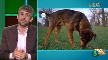 ¿Por qué los perros comen hierba? El veterinario Víctor Algra apunta que les sirve para "purgarse"