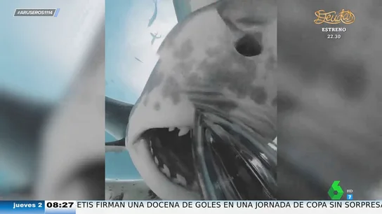 Un tiburón se traga una cámara de infrarrojos y se graba a sí mismo por dentro: estas son las espectaculares imágenes Un tiburón se traga una cámara de infrarrojos y se graba a sí mismo por dentro: estas son las espectaculares imágenes