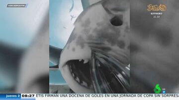 Un tiburón se traga una cámara de infrarrojos y se graba a sí mismo por dentro: estas son las espectaculares imágenes