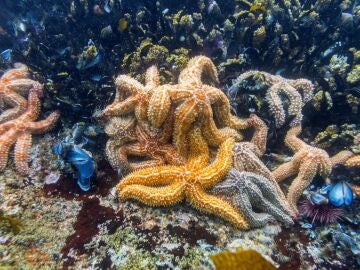 Un estudio sugiere que las estrellas de mar pierden el cuerpo y se convierten solo en cabeza