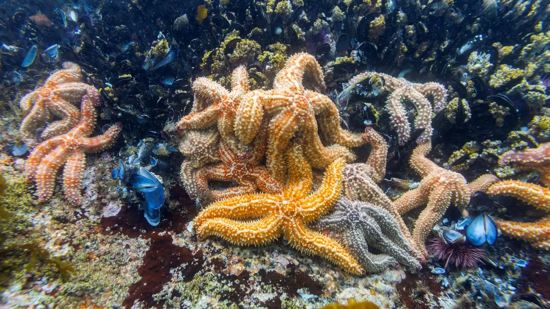 Un estudio sugiere que las estrellas de mar pierden el cuerpo y se convierten solo en cabeza