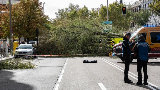 El Ayuntamiento de Madrid revisó el pasado 25 de mayo el árbol que mató a una joven en la calle Almagro El Ayuntamiento de Madrid revisó el pasado 25 de mayo el árbol que mató a una joven en la calle Almagro