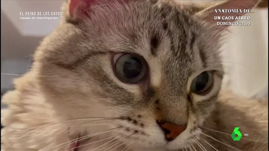 Las razones que explican por qué nos gustan los gatos: representan el 15% del contenido digital Las razones que explican por qué nos gustan los gatos: representan el 15% del contenido digital