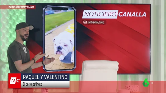 Un gato con riesgo de partirte el esternón mientras ves Netflix y la araña que podría curar la aracnofobia Un gato con riesgo de partirte el esternón mientras ves Netflix y la araña que podría curar la aracnofobia