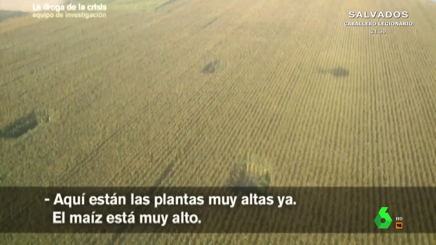 Así descubre el helicóptero de la Guardia Civil más de 20 plantas de marihuana en una plantación de maíz Así descubre el helicóptero de la Guardia Civil más de 20 plantas de marihuana en una plantación de maíz