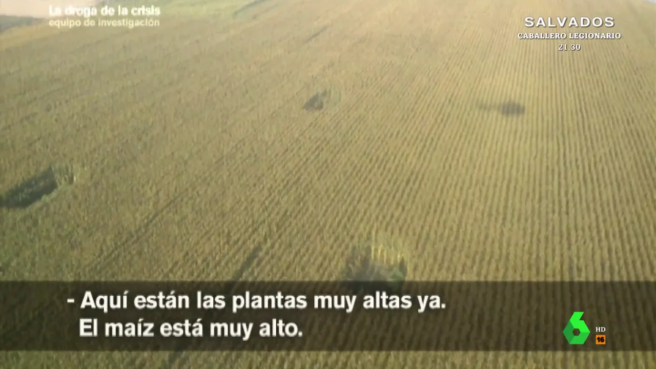 Así descubre el helicóptero de la Guardia Civil más de 20 plantas de marihuana en una plantación de maíz