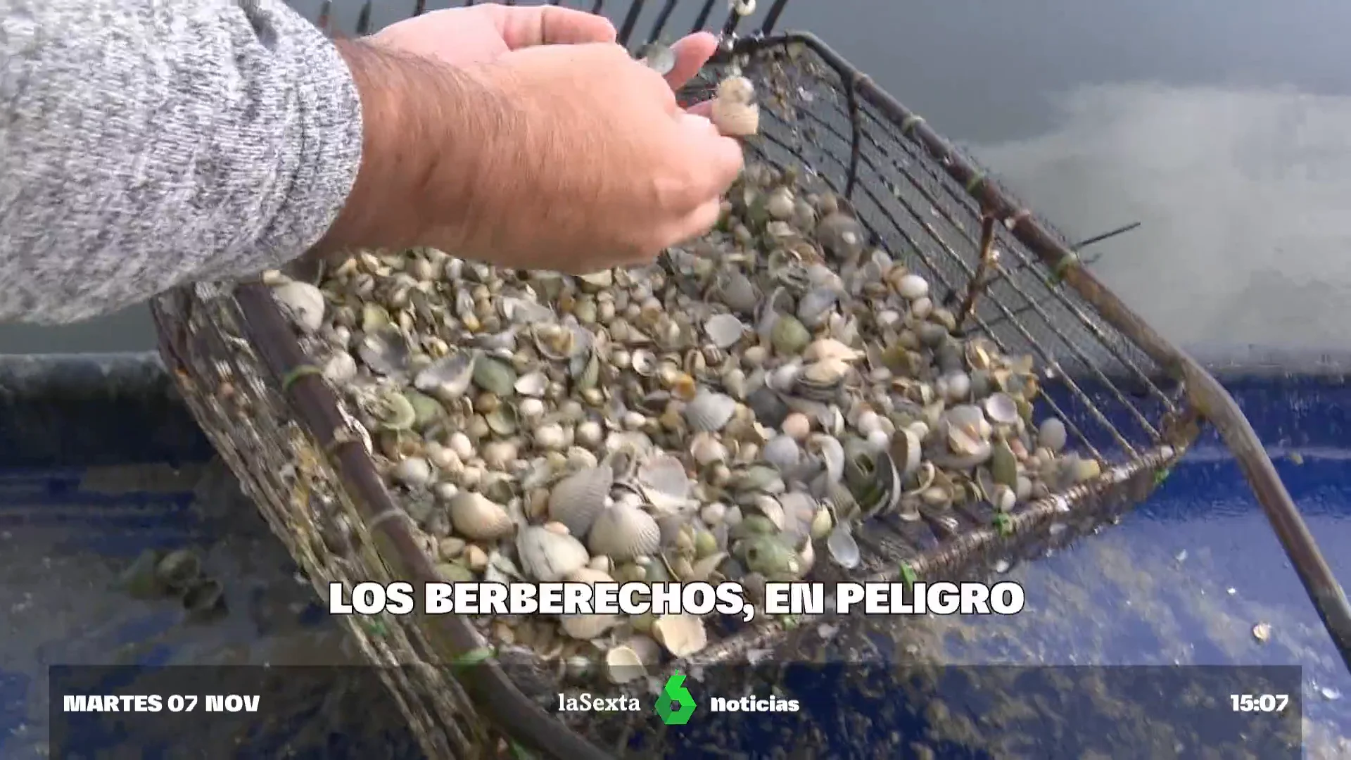 La campaña de berberechos, en peligro: "No tienes nada que dar de comer a tus hijos"