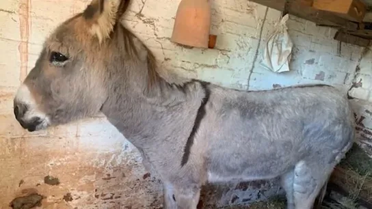 Denunciado un hombre por arrastrar un burro por la carretera atado al coche en Corbera de Llobregat, Barcelona Denunciado un hombre por arrastrar un burro por la carretera atado al coche en Corbera de Llobregat, Barcelona