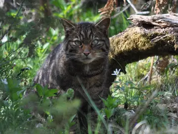 La pérdida de hábitat fuerza al gato salvaje a aparearse con el doméstico tras 2.000 años La pérdida de hábitat fuerza al gato salvaje a aparearse con el doméstico tras 2.000 años