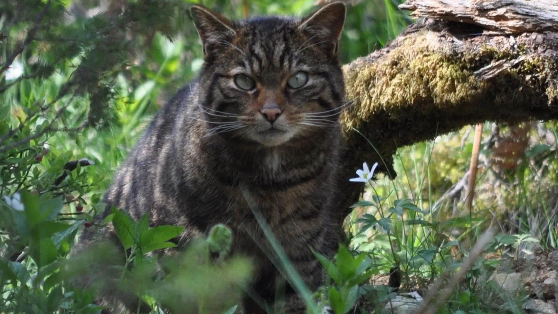 La pérdida de hábitat fuerza al gato salvaje a aparearse con el doméstico tras 2.000 años