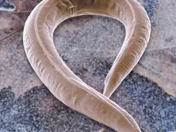 El primer mapa del sistema nervioso de un gusano muestra cómo se comunican las neuronas El primer mapa del sistema nervioso de un gusano muestra cómo se comunican las neuronas