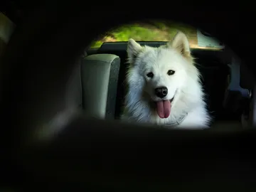 ¿Llevar a mi perro en un autobús o taxi? Esto es lo que dice la nueva Ley de Bienestar Animal ¿Llevar a mi perro en un autobús o taxi? Esto es lo que dice la nueva Ley de Bienestar Animal