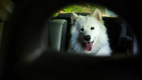 ¿Llevar a mi perro en un autobús o taxi? Esto es lo que dice la nueva Ley de Bienestar Animal Perro en el coche