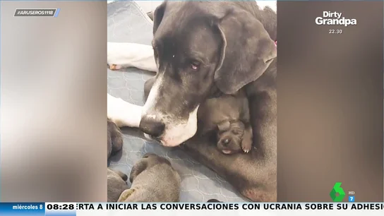 El tierno vídeo de una perra Gran Danés tras dar a luz a 15 cachorros en una protectora El tierno vídeo de una perra Gran Danés tras dar a luz a 15 cachorros en una protectora
