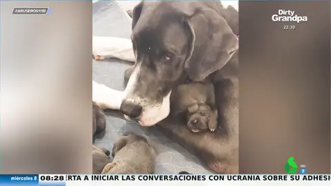 El tierno vídeo de una perra Gran Danés tras dar a luz a 15 cachorros en una protectora