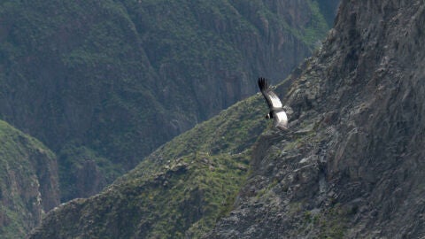 Cóndor en el Cañón de Arequipa
