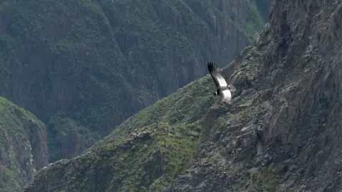 Cóndor en el Cañón de Arequipa Cóndor en el Cañón de Arequipa