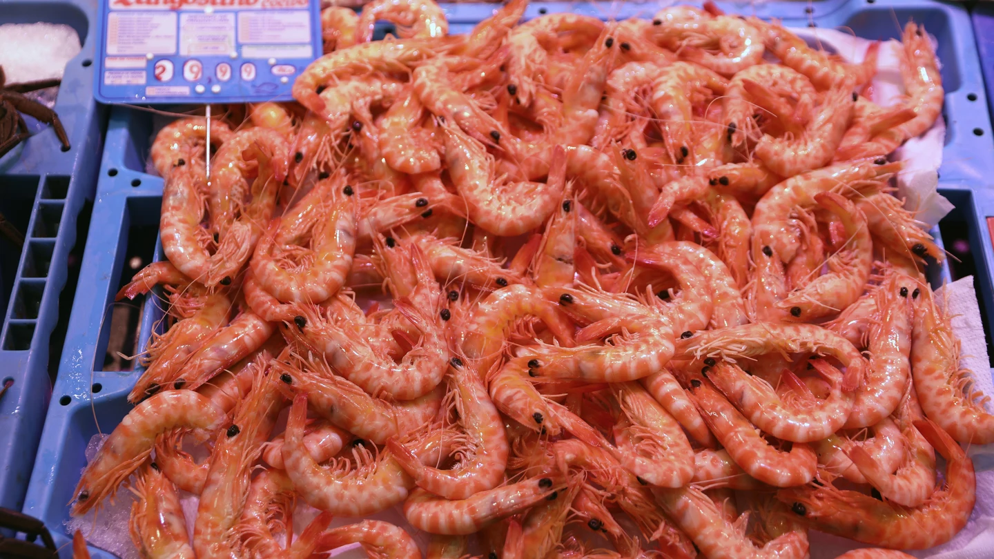 ¿De dónde viene el langostino que se consume cada Navidad? De la cintura tropical del planeta a Burgos ¿De dónde viene el langostino que se consume cada Navidad? De la cintura tropical del planeta a Burgos