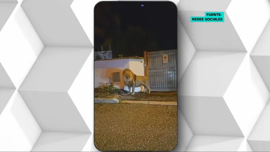 León se escapa de un circo de Roma León se escapa de un circo de Roma