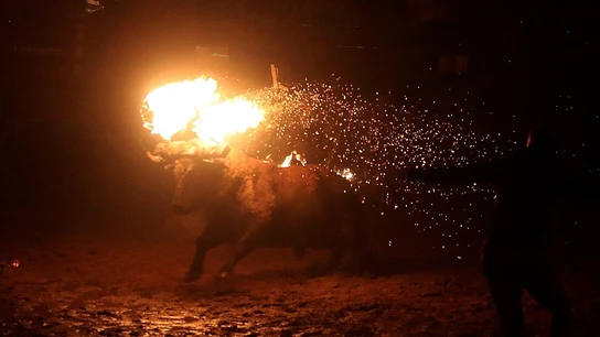 Imagen de archivo de un momento del toro jubilo de Medinaceli Imagen de archivo de un momento del toro jubilo de Medinaceli