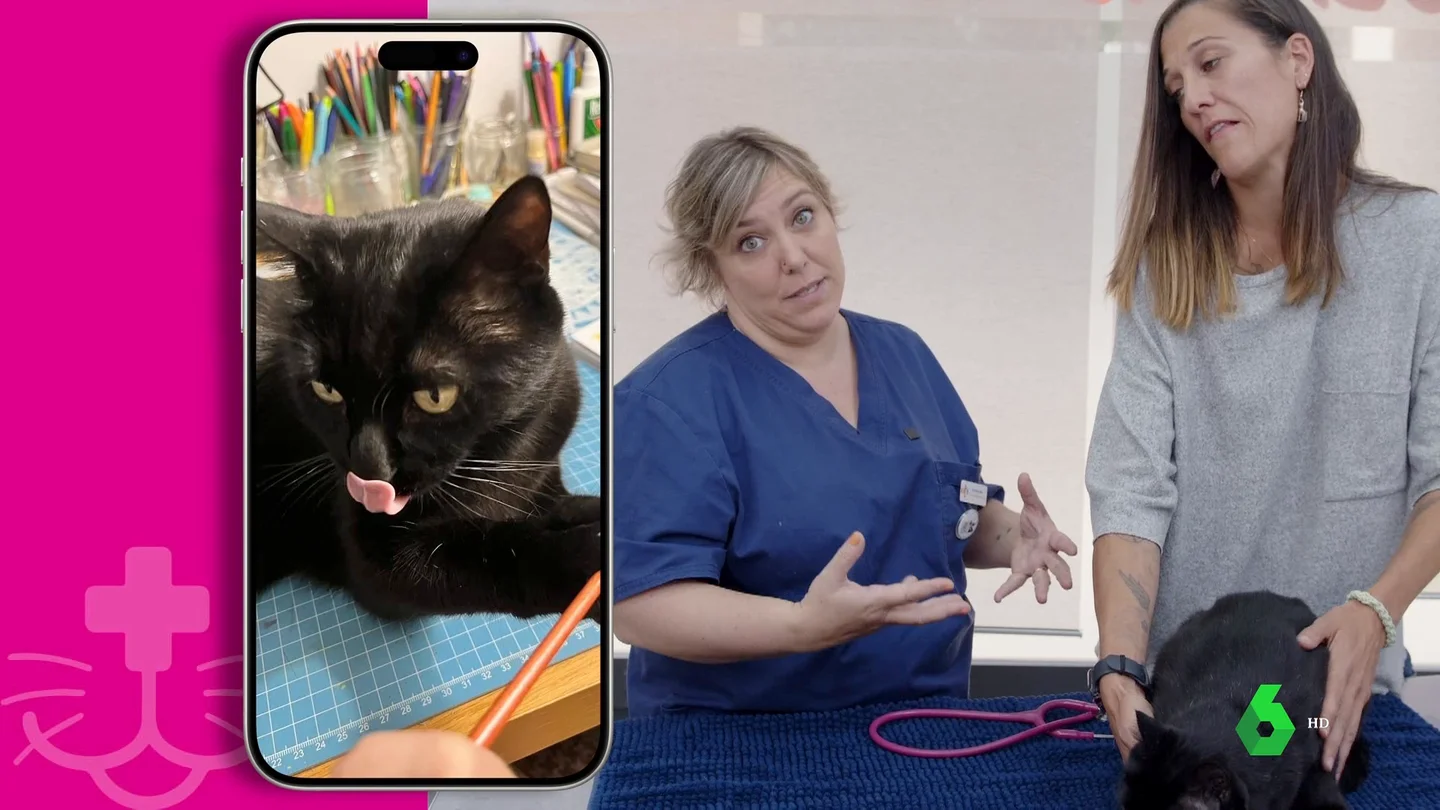 Los gatos y su predisposición a los problemas urinarios: ¿qué es el FLUTD felino? Los gatos y su predisposición a los problemas urinarios: ¿qué es el FLUTD felino?