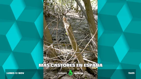 Huellas de 18 cm y troncos afilados como lápices: aparecen nuevos rastros de castores en el río Guadalquivir Huellas de 18 cm y troncos afilados como lápices: aparecen nuevos rastros de castores en el río Guadalquivir
