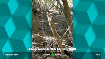 Huellas de 18 cm y troncos afilados como lápices: aparecen nuevos rastros de castores en el río Guadalquivir