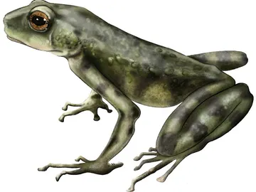 Una nueva especie de sapo hallada en Kenia revela la historia evolutiva oculta de los anfibios africanos Una nueva especie de sapo hallada en Kenia revela la historia evolutiva oculta de los anfibios africanos