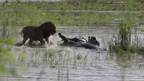 La épica batalla entre un león y un cocodrilo por comerse a un búfalo La épica batalla entre un león y un cocodrilo por comerse a un búfalo