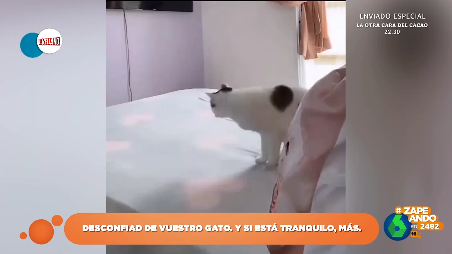 ¿Por qué debéis desconfiar de vuestro gato si está tranquilo? El vídeo viral que lo demuestra ¿Por qué debéis desconfiar de vuestro gato si está tranquilo? El vídeo viral que lo demuestra