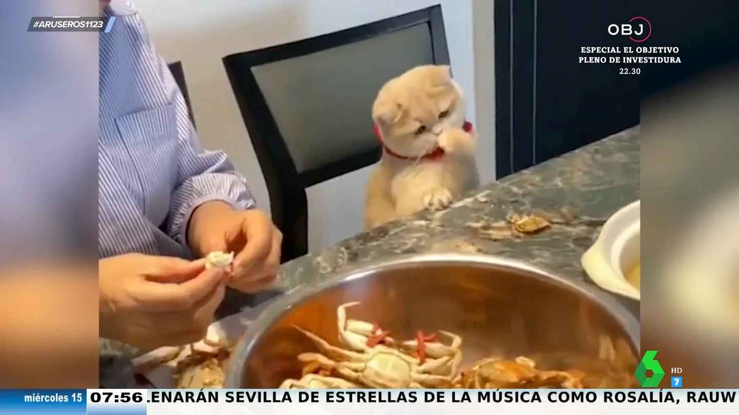 Esta educada gatita se come el marisco con más elegancia que tú: "Mejores modales que muchas personas" Esta educada gatita se come el marisco con más elegancia que tú: "Mejores modales que muchas personas"