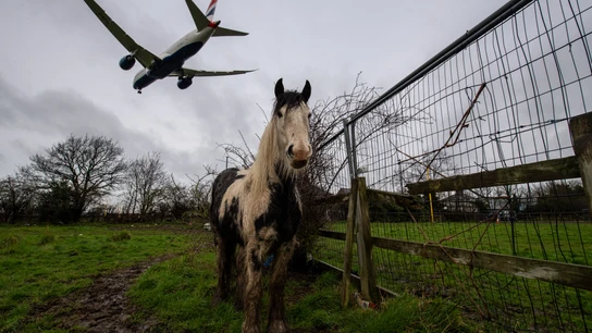 Un avión sobrevolando sobre un campo de caballos, en una imagen de archivo tomada cerca del aeropuerto de Heathrow en 2020 Un avión sobrevolando sobre un campo de caballos, en una imagen de archivo tomada cerca del aeropuerto de Heathrow en 2020