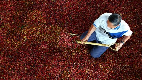 Granos de café en la provincia de Nan, Tailandia