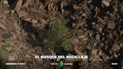 Así se recupera un bosque gracias a los envases de Reciclos 