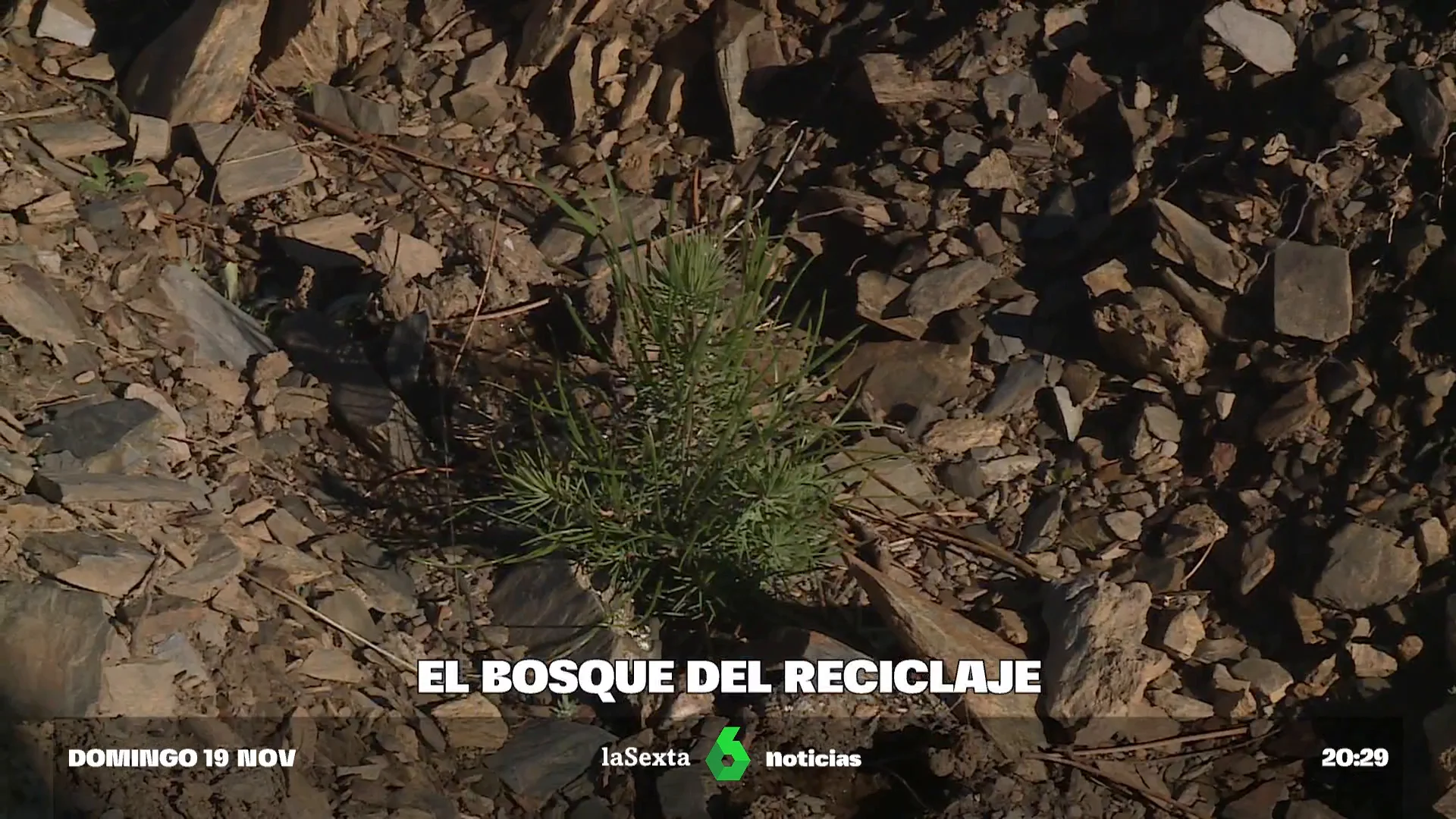 Así se recupera un bosque gracias a los envases de Reciclos 