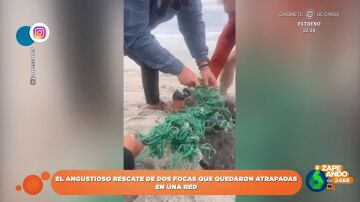 El momento viral en el que dos focas son liberadas tras quedar atrapadas en una red