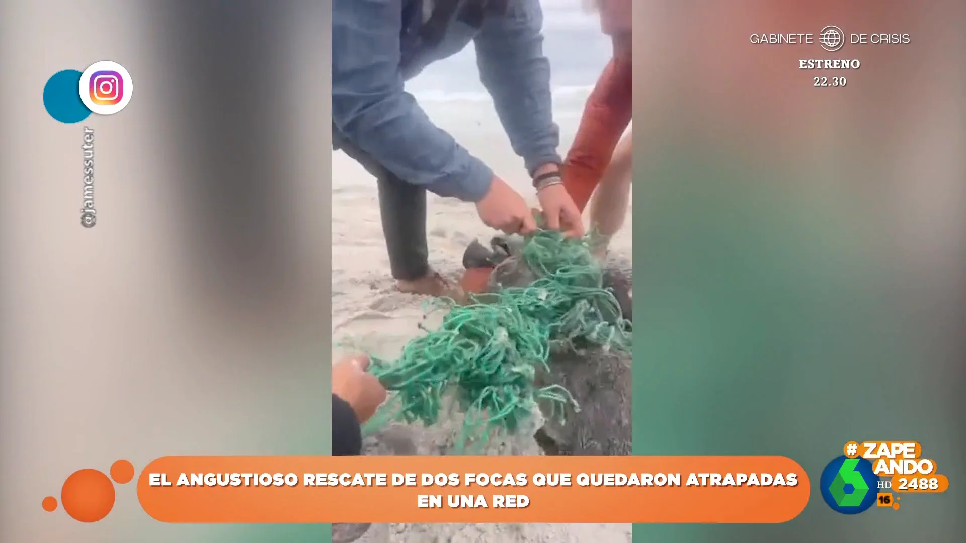 El momento viral en el que dos focas son liberadas tras quedar atrapadas en una red