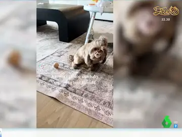 Un perro se monta en la sillita de un bebé y se hace viral