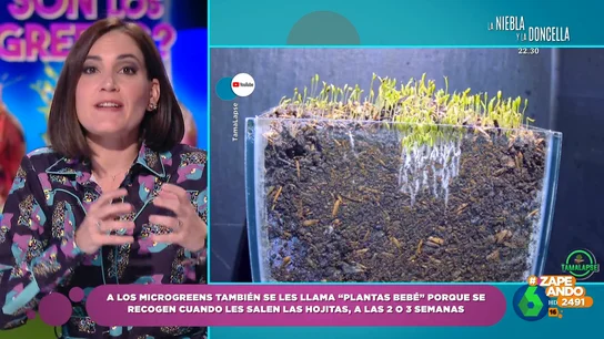 ¿Qué son los 'microgreens'? Boticaria García aclara en qué se diferencian de los brotes ¿Qué son los 'microgreens'? Boticaria García aclara en qué se diferencian de los brotes