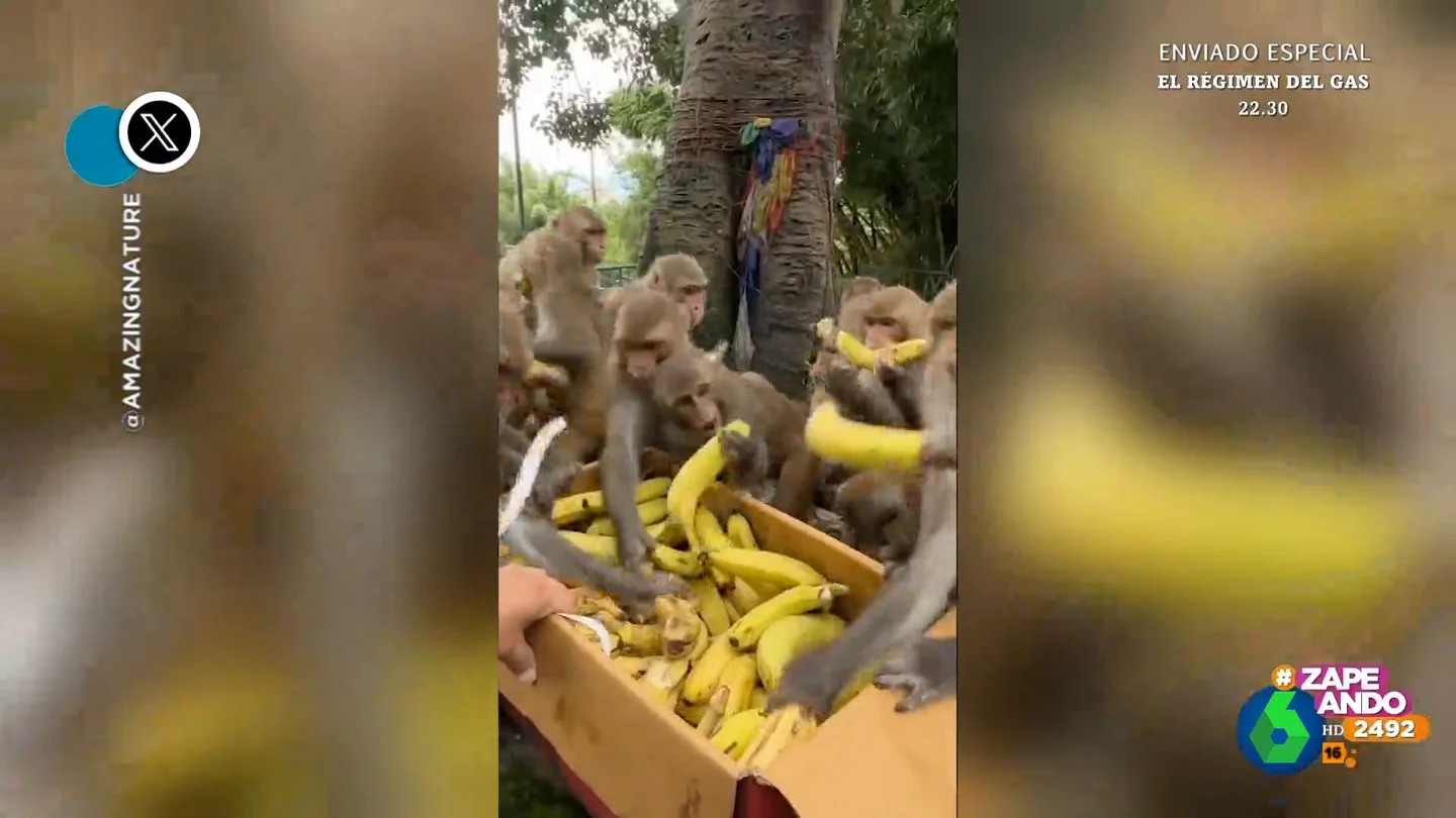 El curioso vídeo de un grupo de monos haciéndose con provisiones de plátanos 'al estilo rebajas' El curioso vídeo de un grupo de monos haciéndose con provisiones de plátanos 'al estilo rebajas'