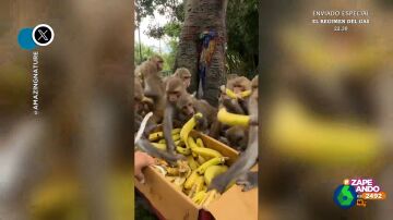 El curioso vídeo de un grupo de monos haciéndose con provisiones de plátanos 'al estilo rebajas'