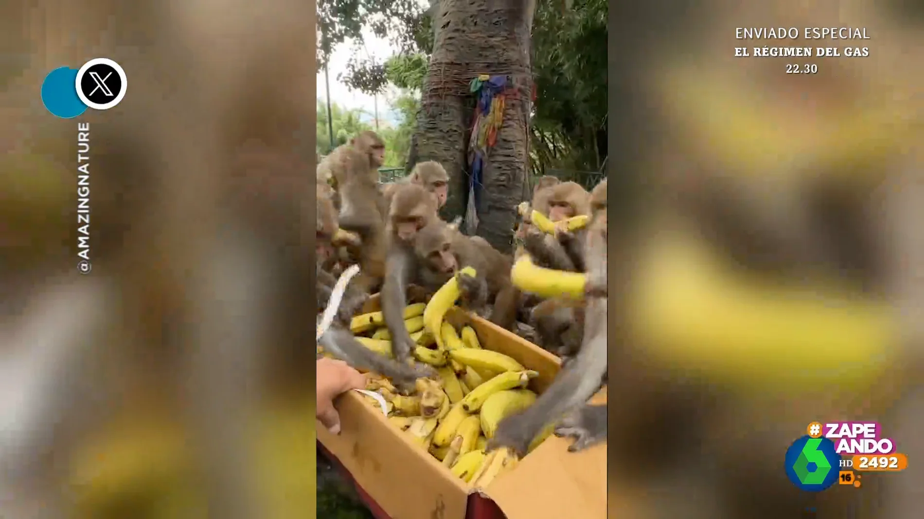 El curioso vídeo de un grupo de monos haciéndose con provisiones de plátanos 'al estilo rebajas'