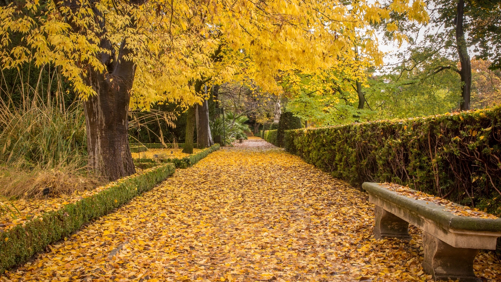 Caminos del Real Jardín Botánico con celtis sinensis.