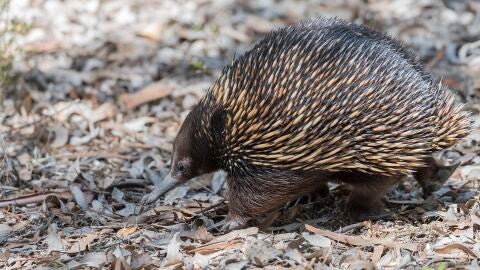 Equidna australiano