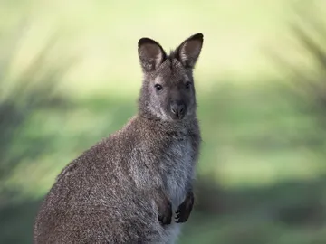 Wallaby Wallaby