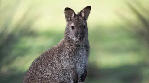 Wallaby Wallaby