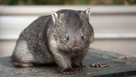Wombat Wombat